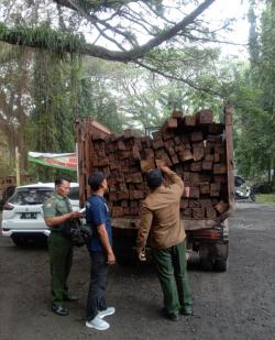 Angkut Kayu Rimba Pakai Dump Truk, Dua Warga Banyuwangi Diamankan Polhut