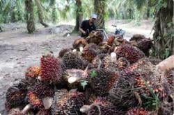 Kesejahteraan Petani di Sumut Menurun Seiring Anjloknya Harga Sejumlah Komoditas