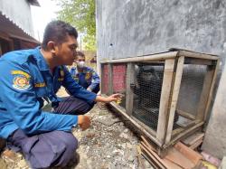 Masuk Rumah Warga, Seekor Lutung Jenis Surili di Evakuasi Petugas Damkar