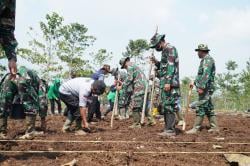 Pangdam III/Siliwangi Pimpin Penanaman Bibit Jagung di Garut