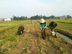 Luar Biasa! Tanaman Jagung Kodim Pemalang Seluas 2,9 Ha Mulai Dipupuk, Program Ketahanan Pangan