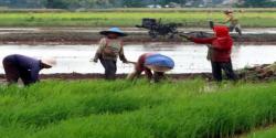 Demi Ikut Pengajian, Warga Desa Cari Rumput Jam 3 Dini Hari