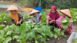 Kabar Gembira, Pemerintah Pastikan Petani dapat Pupuk Subsidi