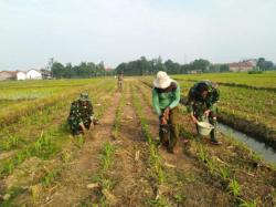 Percepat Pertumbuhan! Tanaman Jagung Kodim Pemalang Seluas 2,9 Ha Dipupuk 