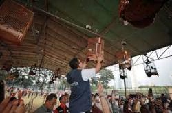 Kompetisi Hobi Gerakkan Ekonomi, Anies Baswedan Ikuti Lomba Kicau Burung Pra-Piala Gubernur