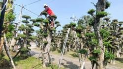 Sempat Mati Suri karena Pandemi, Kampung Bonsai di Lamongan Kini Bergeliat Lagi