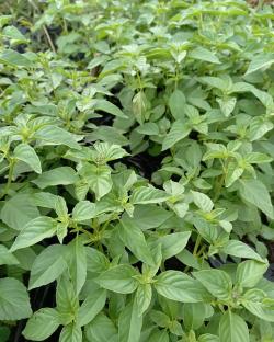 Daun Kemangi Bisa Bikin Tampil Cantik,  Ini Cara Penggunaannya