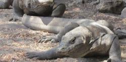 Tarif Baru Pulau Komodo Rp3,75 Juta Resmi Berlaku 1 Januari 2023