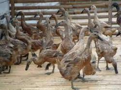 Tips Sukses Dengan Ternak Bebek Petelur yang Menguntungkan
