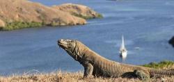 5 Fakta Unik Pulau Komodo, Nomor 3 Pengunjung Wajib Pakai Sepatu
