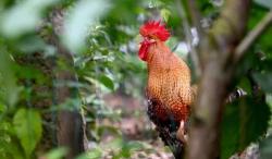 Berdoa saat Ayam Jantan Berkokok, Jangan Remehkan Momen Itu Perbanyak Doa dan Memohon Ampunan