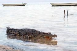 Buaya Ini yang Diduga Menerkam dan Menewaskan Gadis 5 tahun di Sumba Timur