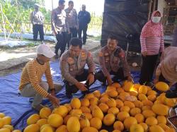 Garap Lahan Kosong Bhabinkamtibmas Polsek Cilegon Hasilkan Belasan Ton Golden Melon