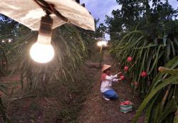 PLN: Petani Pengguna Electrifying Agriculture di Indonesia Mencapai 178.127 Pelanggan