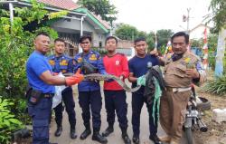 Ular Sanca 3 Meter Lebih Masuk Komplek Perumahan di Brebes