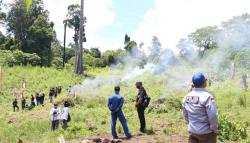 25 Hektare Ladang Ganja Jaringan Aceh-Lampung-Jakarta Dimusnahkan