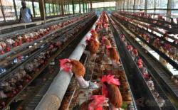 Peluang Bisnis Ayam Petelur yang Menggiurkan