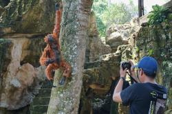 Festival Orangutan di Rock Island Bukit Lawang Dongkrak Kebangkitan Pariwisata