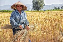 Dorong Peningkatan Produktivitas Padi, Melalui KUR Pertanian