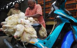 Mendag: Peternak Merugi karena Harga Daging Ayam Saat Ini Terlalu Rendah