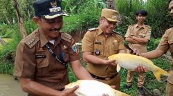 Budidaya Ikan Mas Sinyonya Khas Kabupaten Pandeglang