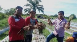 Panen Raya Bawang Merah Bima Brebes Untuk Ketahanan Pangan