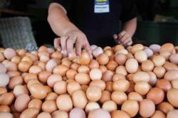 Harga Telur terus Naik, Para Pedagang Kecil Menjerit!