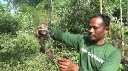 Berburu Cuan Secara halal, Menangkap Burung Liar Hidup-hidup Dengan Alat Tradisional