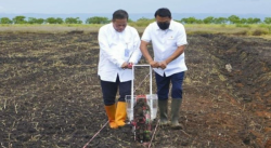 Pemrov Jateng Perluas Lahan Tanaman Sorgum Dukung Ketahanan Pangan Nasional