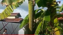 Heboh ! Pohon Pisang Bertandan Panjang hingga 1.000 Sisir.  Warga Nunukan Ramai-Ramai Selfie