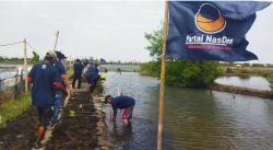 Kurangi Abrasi di Pesisir Pantura, Nasdem Brebes Tanam Seribu Bibit Pohon Mangrove