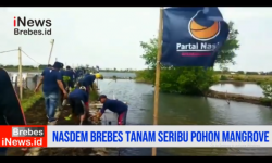 Video Cegah Abrasi di Pesisir Pantura Nasdem Brebes Tanam Seribu Bibit Pohon Mangrove