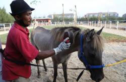 Surabaya Barat Ada Wisata Baru, 7 Wahana Jadi Daya Tarik Pengunjung, Ada Kuda hingga Perahu  ​​​​​​​