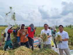 Stok Beras Aman, Bulog Jual Migor Rp14.000/Liter