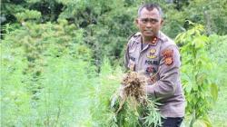 Polisi Musnahkan Ladang Ganja Seluas 4 Hektare Aceh Besar