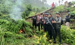 Polres Aceh Besar Kembali Musnahkan Empat Hektar Ladang Ganja