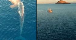 Penampakan Paus Biru Sebesar Kapal di Labuan Bajo, Diabadikan Pakai Drone Saat Sunset