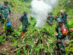 Koramil Tangse Musnahkan 2 Hektar Ladang Ganja di Pidie Aceh