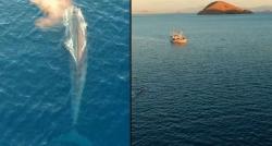 Momen Langka! Paus Biru Sebesar Kapal Muncul di Labuan Bajo Bikin Takjub Wisatawan