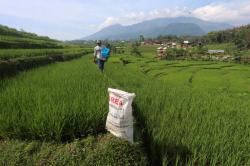 Imbas El Nino, Luas Panen Padi di Jatim Menurun