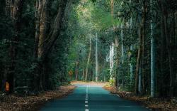 6 Hutan yang Dikenal Paling Angker di Indonesia, Bikin Merinding