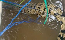 Niat Pancing Ikan di Sungai Malah Dapat Buaya Besar