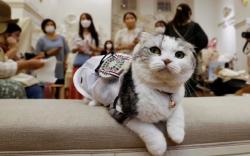 5 Deretan Tipe Hubungan Kucing Peliharaan dengan Majikan! Yuk Simak