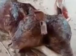 Warga Digegerkan dengan Lahirnya Anak Sapi Berkepala 2