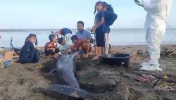 Paus Kecil Terdampar dan Mati di Pantai Muara