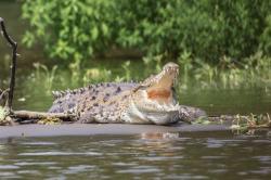 Ngeri Emak-emak Duel dengan Buaya di Pinggir Sungai, Sang Predator Kabur Usai Matanya Dicolok