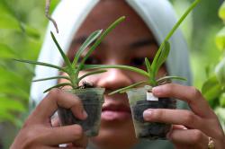 Cantiknya Anggrek di Pusat Pembibitan Anggrek Ubaya Trawas