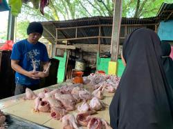 Pasokan Stabil, Harga Ayam Kembali Turun