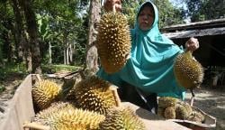 Musim Panen, Durian di Kabupaten Merangin Cuma Rp3.000 Per Buah