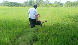 Puluhan Hektare Padi di Sragen Terancam Gagal Panen, Ini Sebabnya